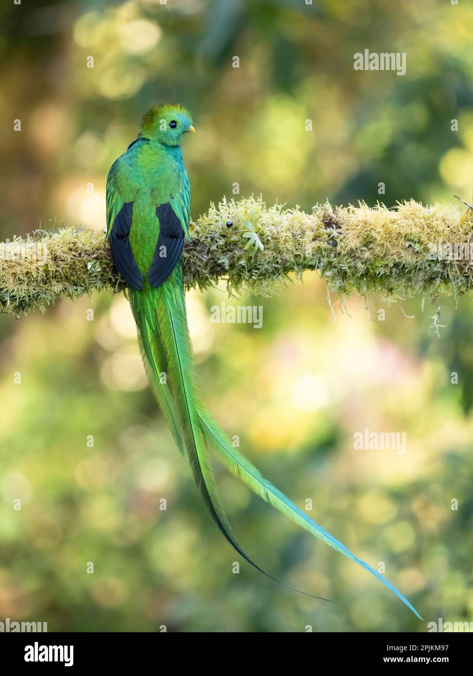 Prachtvoller Quetzal, Costa Rica Stockfoto