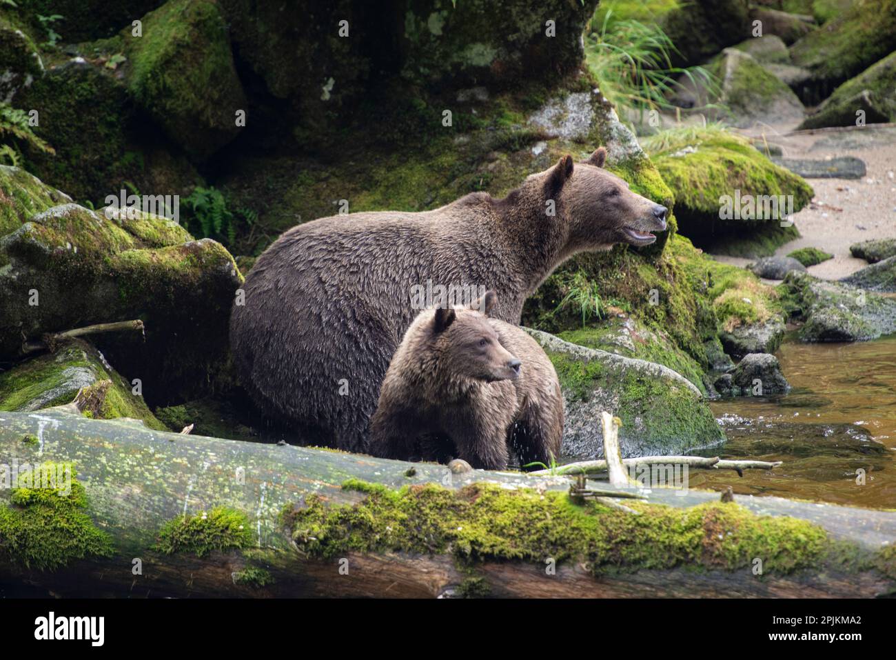 Braunes Bärenjunges, das in der Nähe von mom in Anan Creek wohnt. Stockfoto