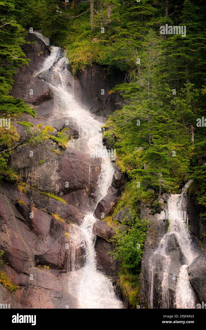 Kenai-Halbinsel. Zwei Wasserfälle, umgeben von Pinien Stockfoto