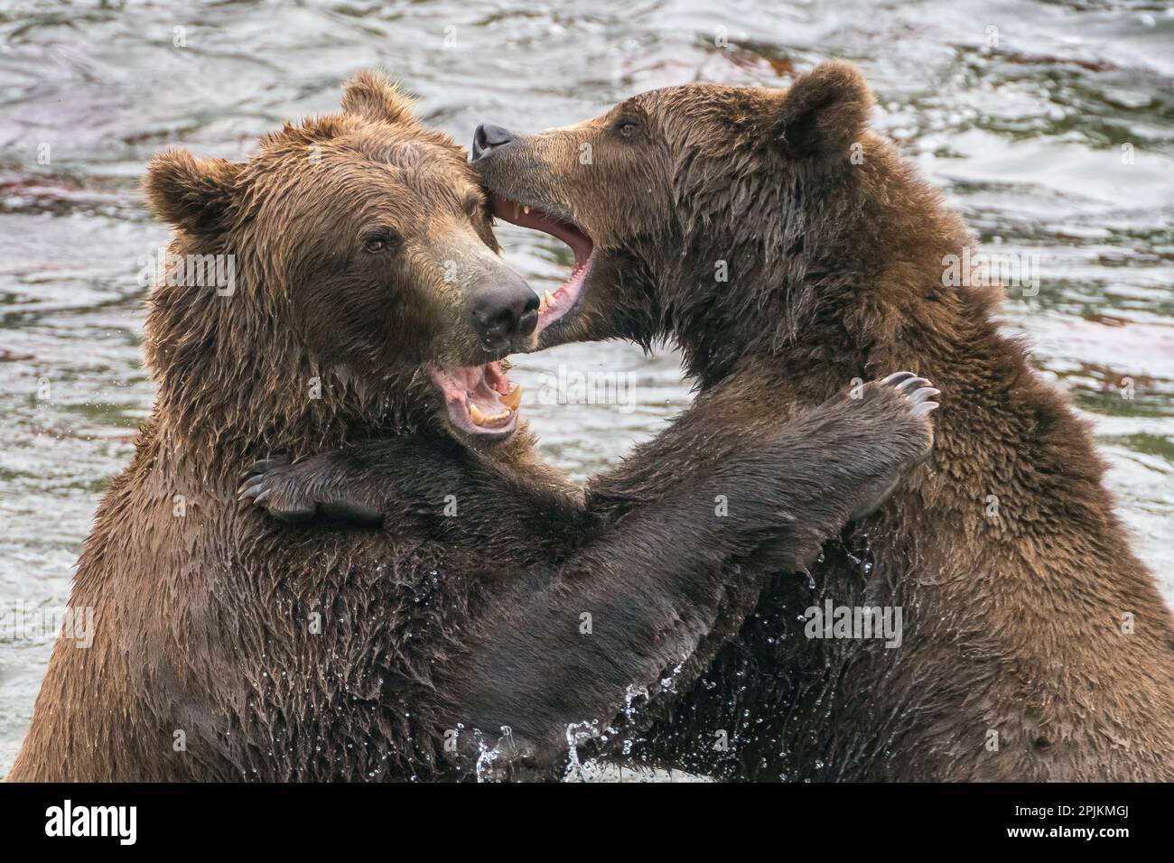 Alaska, Brooks Falls, zwei junge Grizzlybären spielen. Stockfoto
