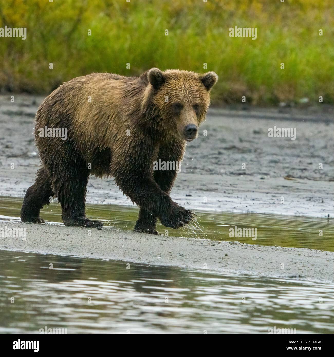 Alaska, Lake Clark. Der junge Grizzlybär läuft am Ufer entlang. Stockfoto