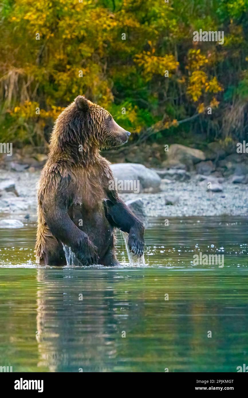 Alaska, Lake Clark. Der Grizzlybär steht im Wasser. Stockfoto