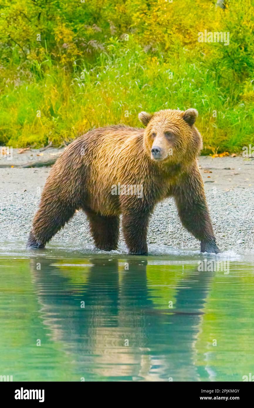 Alaska, Lake Clark. Der Grizzlybär geht am Ufer entlang. Stockfoto