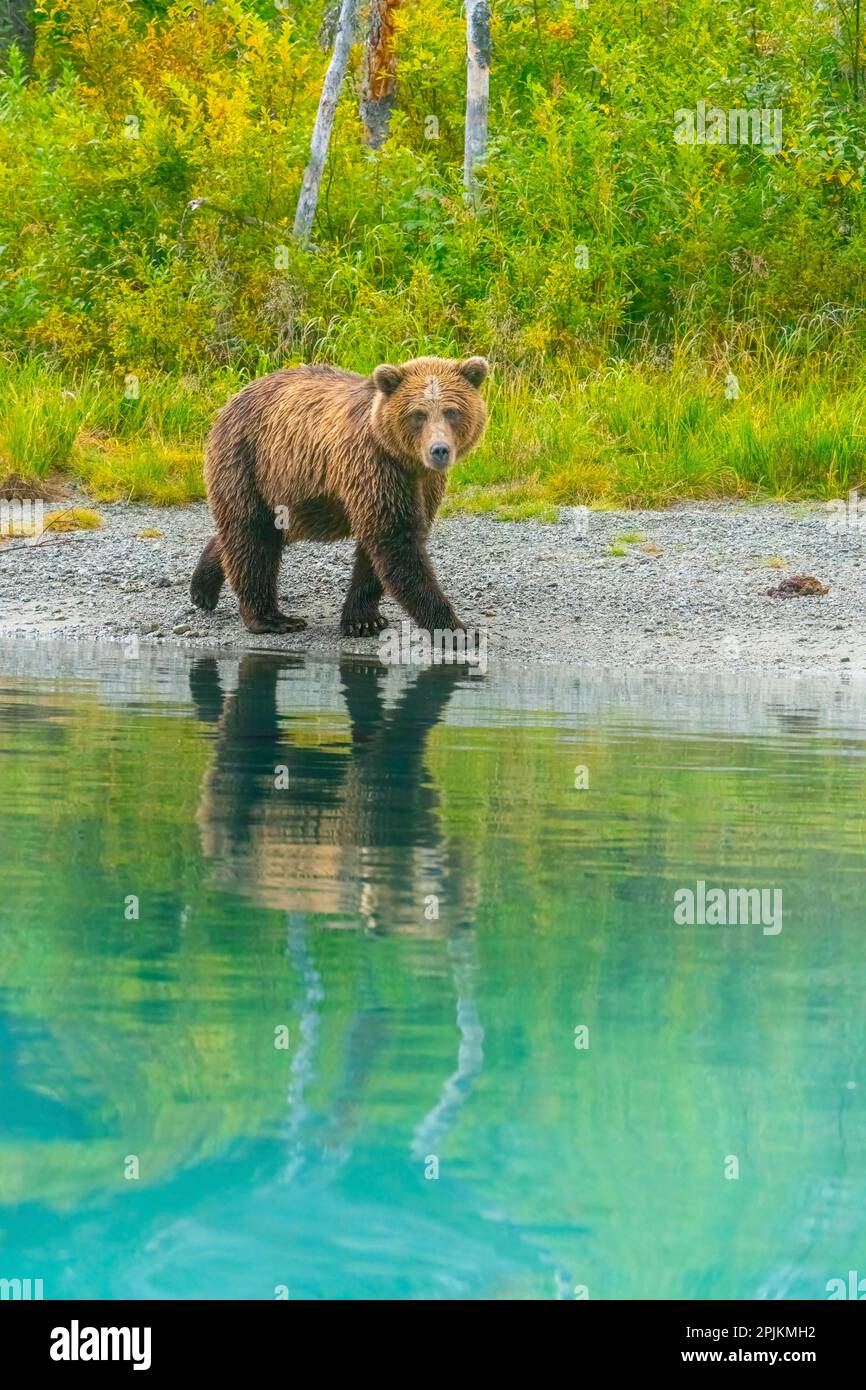 Alaska, Lake Clark. Der junge Grizzlybär läuft am Ufer entlang. Stockfoto