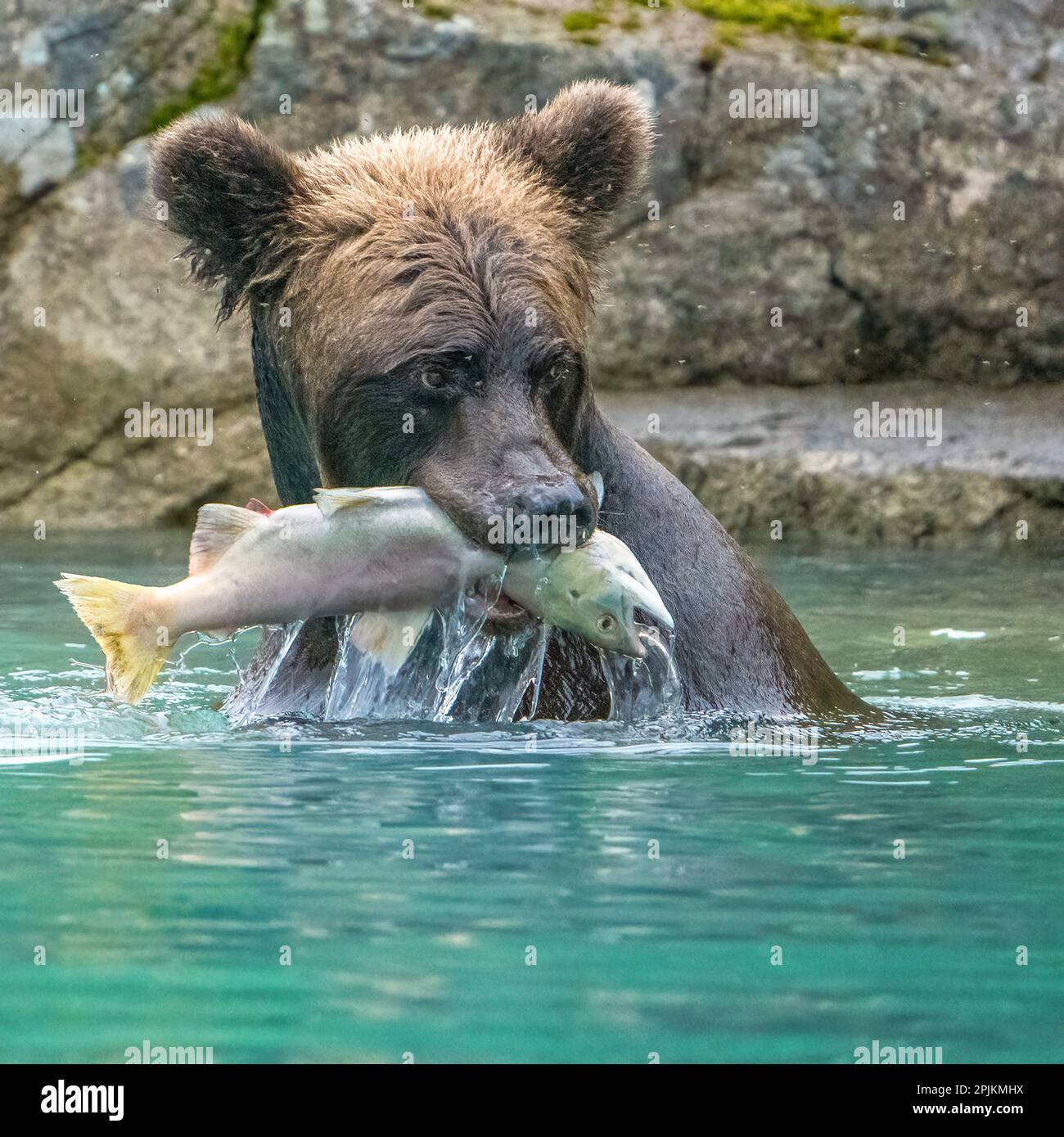Alaska, Lake Clark. Der Grizzlybär hält Fische, während er im Wasser sitzt. Stockfoto