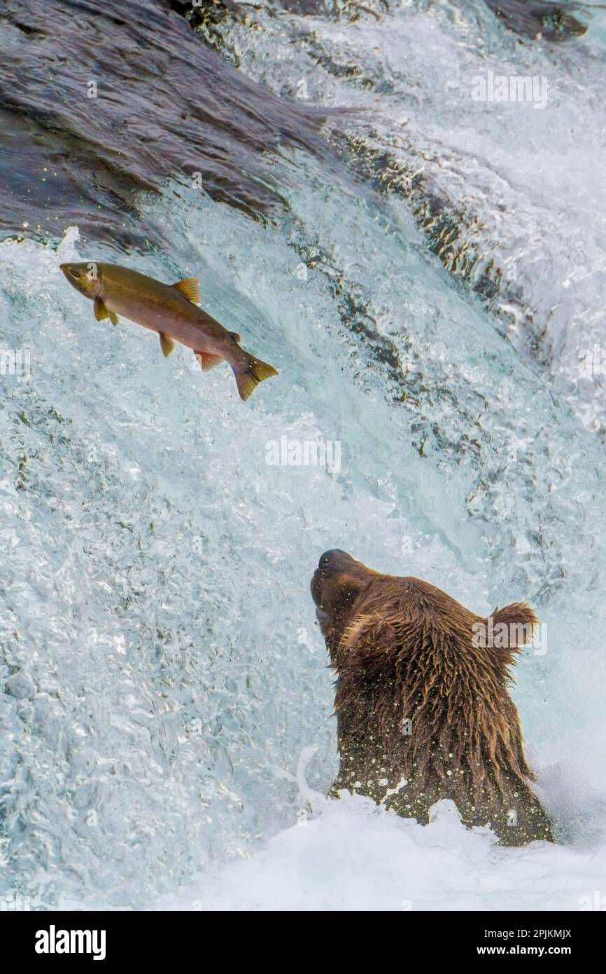Alaska, Brooks Falls. Grizzly-Ohr am Fuße der Wasserfälle, wie ein Fisch springt. Stockfoto