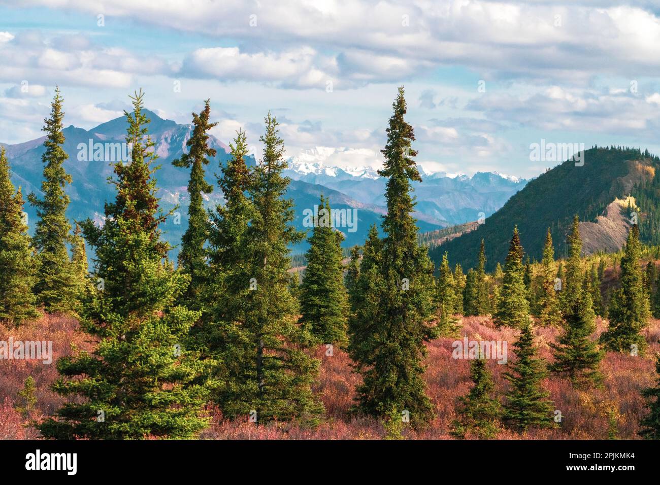 Alaska, Denali-Nationalpark. Herbstlandschaft mit Pinien und Bergschnee. Stockfoto