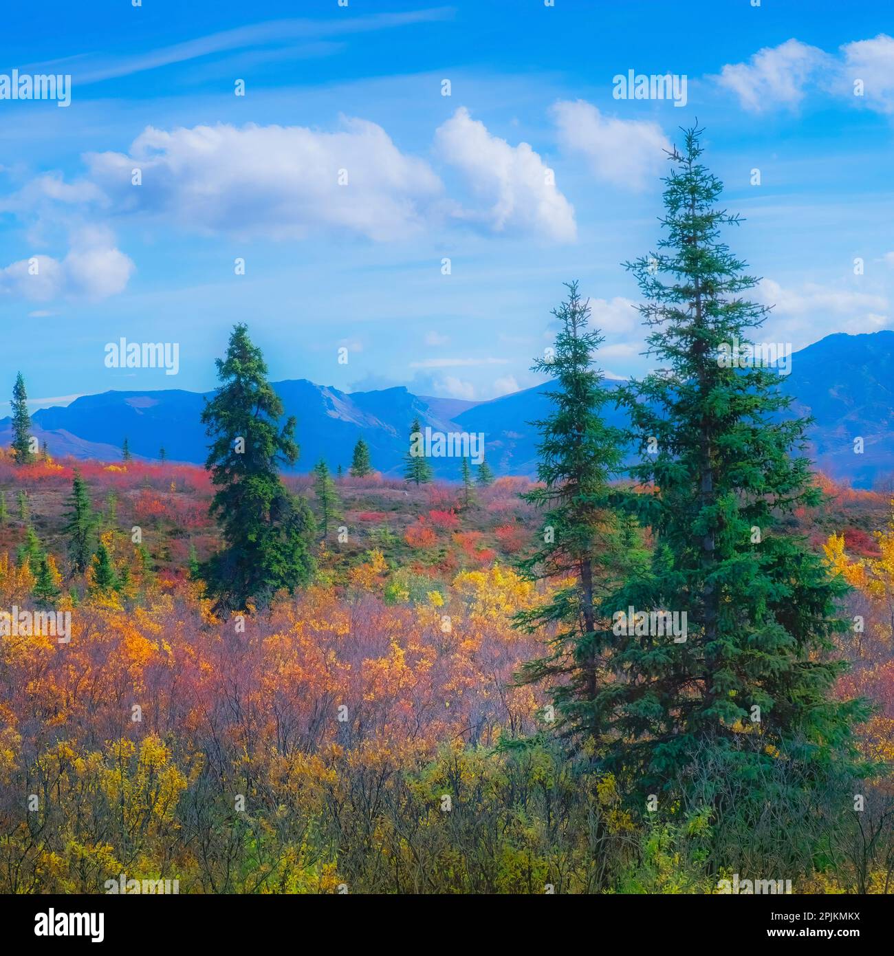 Alaska, Denali-Nationalpark. Herbstlandschaft mit Herbstfarben. Stockfoto