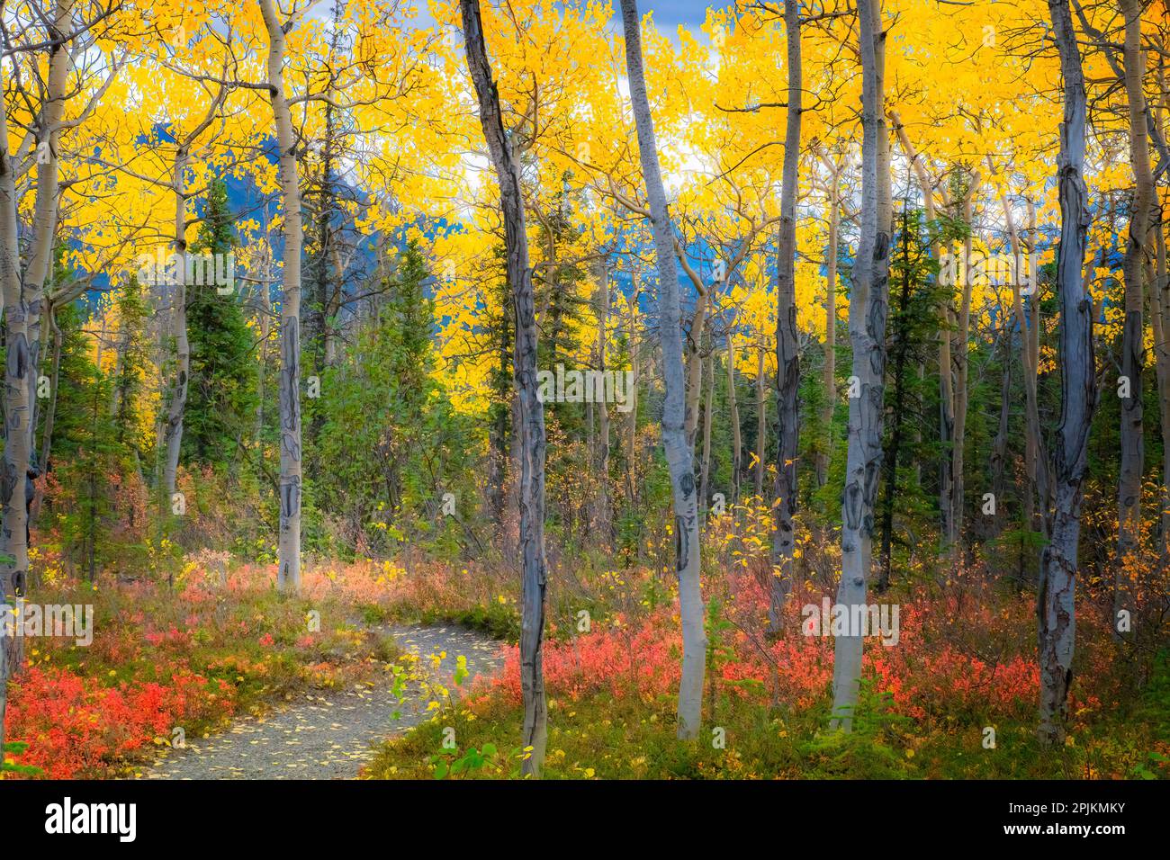 Alaska, Denali-Nationalpark. Pfad entlang einer farbenfrohen Herbstlandschaft. Stockfoto