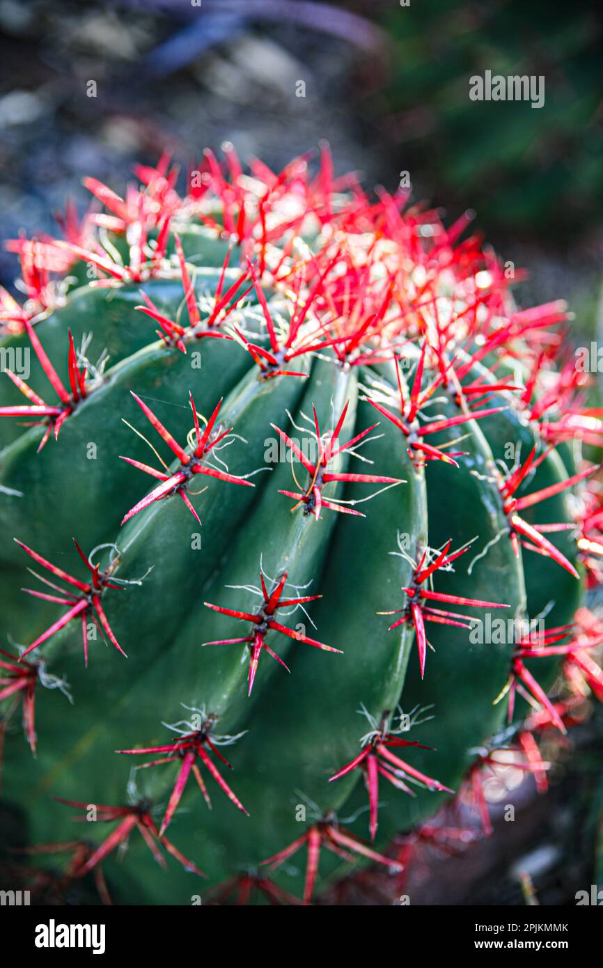 Apache Junction, Arizona, USA, Blumenkaktus Stockfoto