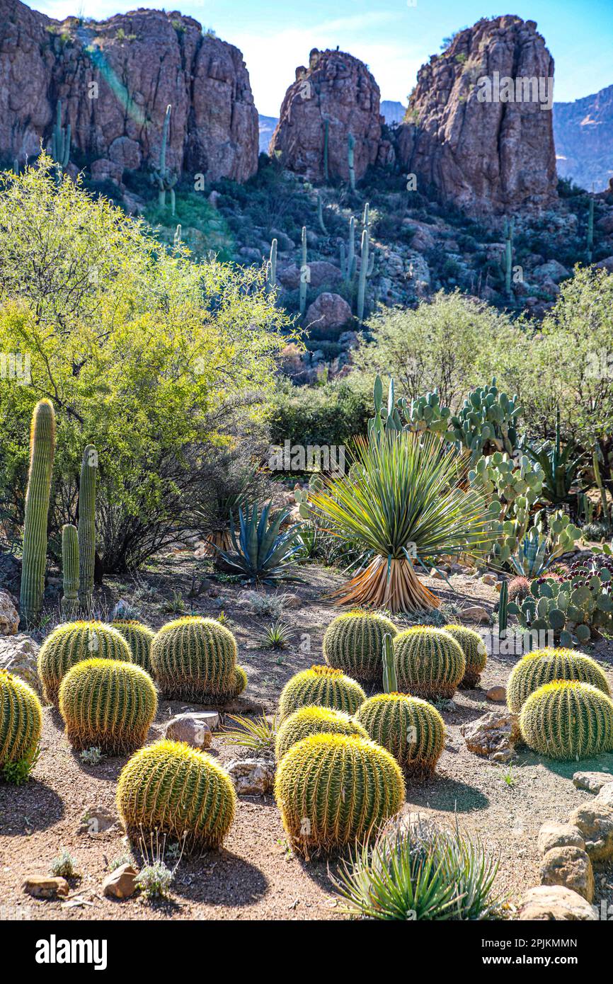 Arizona, USA. Saguaro Cactus Stockfoto