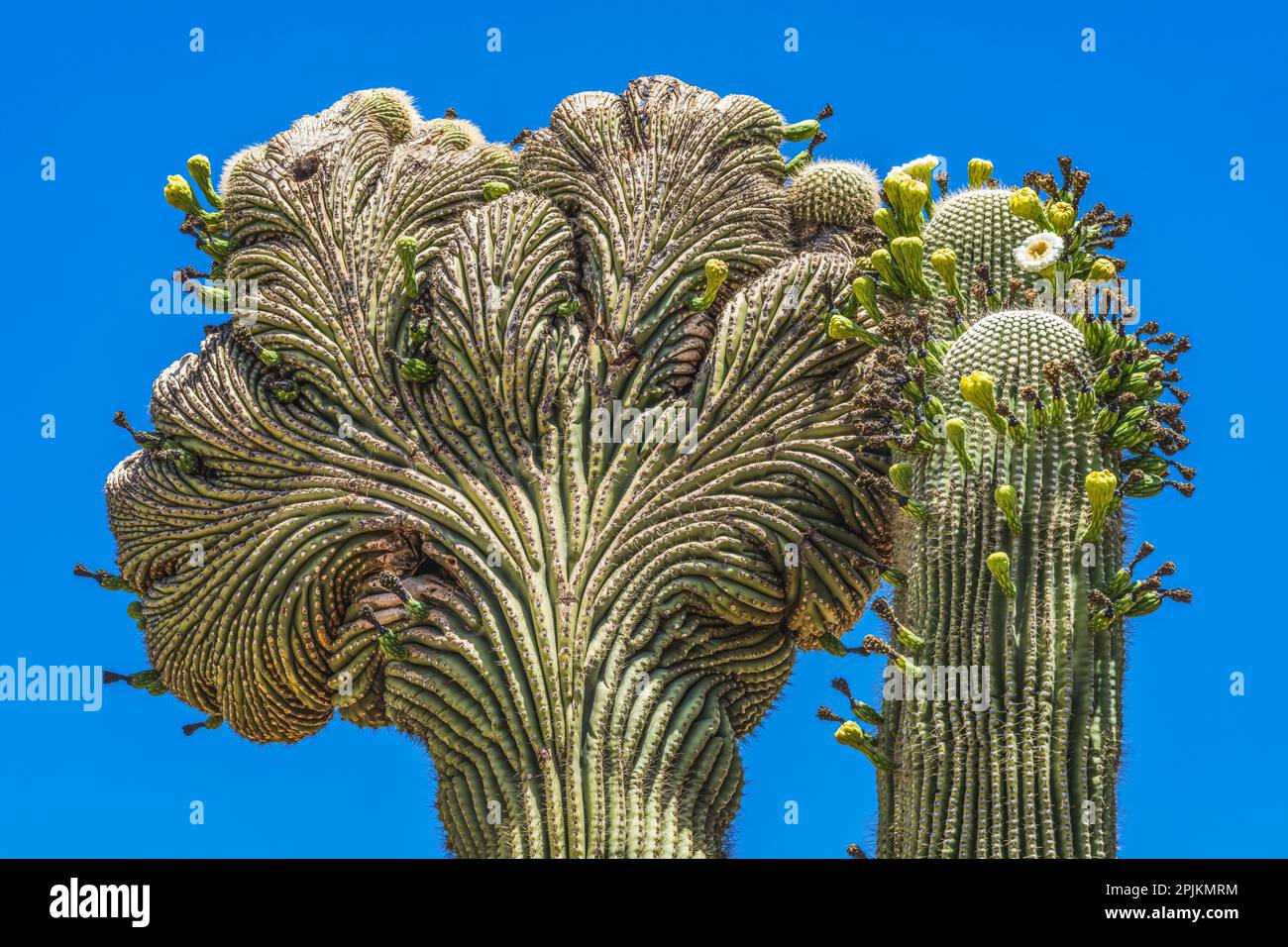 Saguaro blühend, Desert Botanical Garden, Phoenix, Arizona. Stockfoto