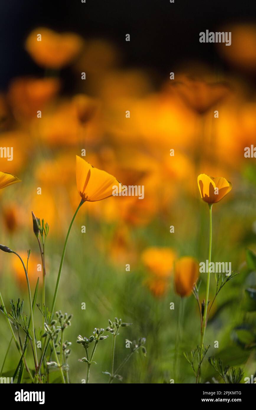 California poppies Stockfoto