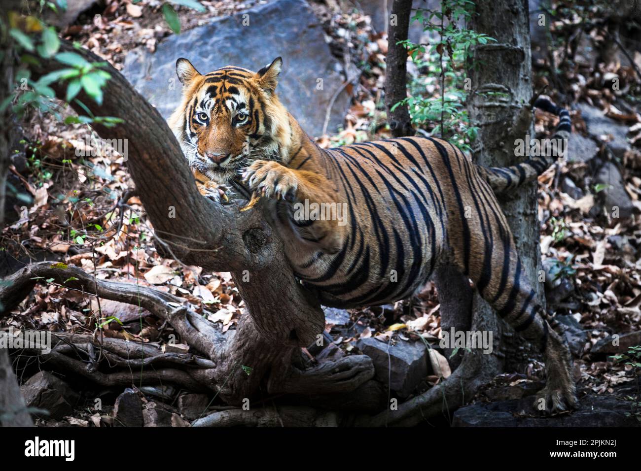 Indien. Bengalische Tigerlounges auf einem Ast. Stockfoto