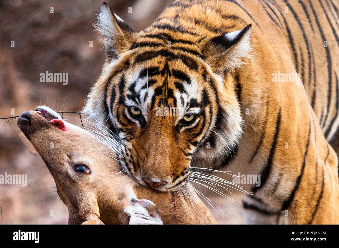 Indien. Der bengalische Tiger hält ein Reh in seinem Mund. Stockfoto