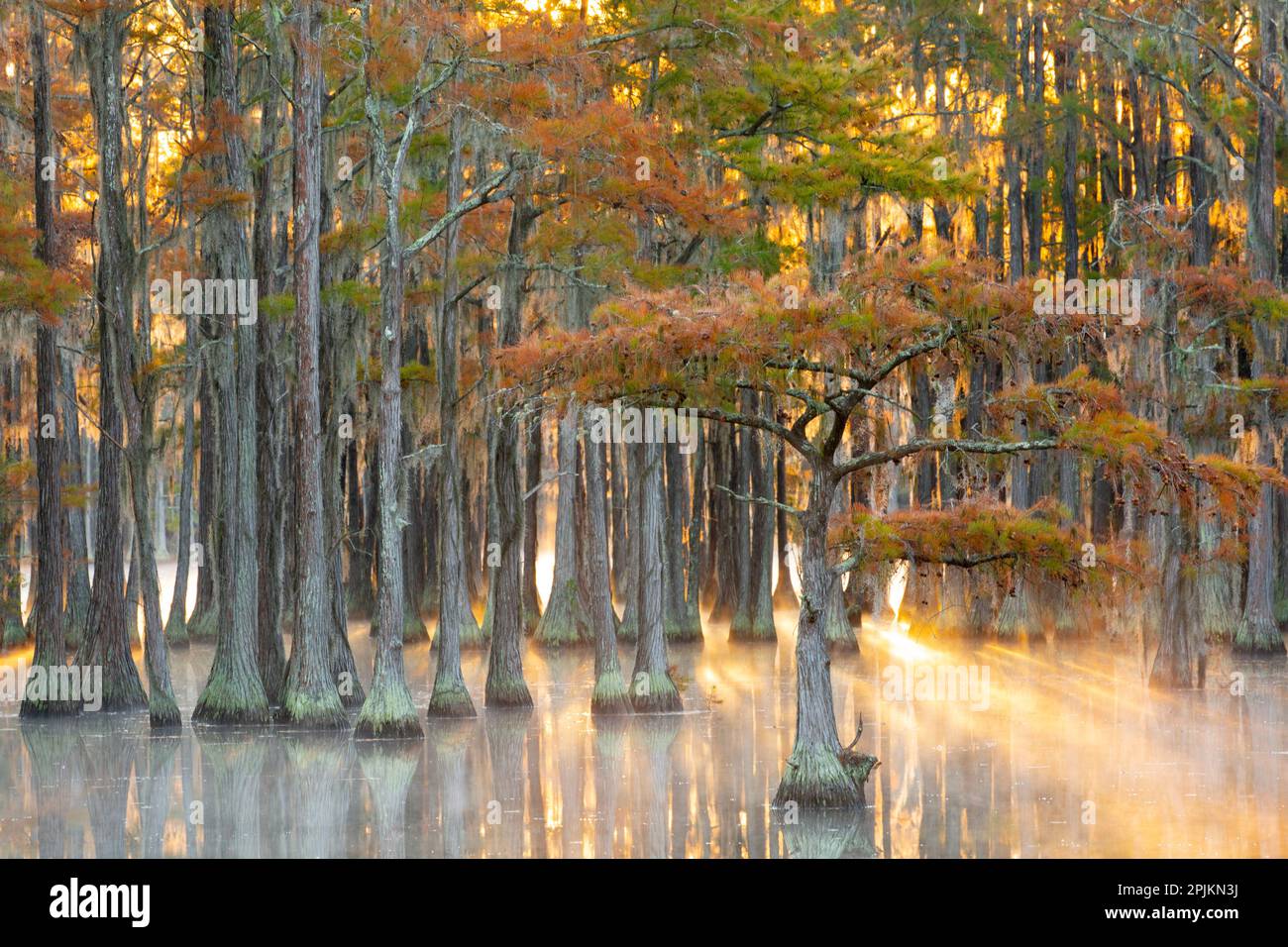 USA, Georgia, Twin City. Sturz Zypressenstürze im Nebel bei Sonnenaufgang. Stockfoto