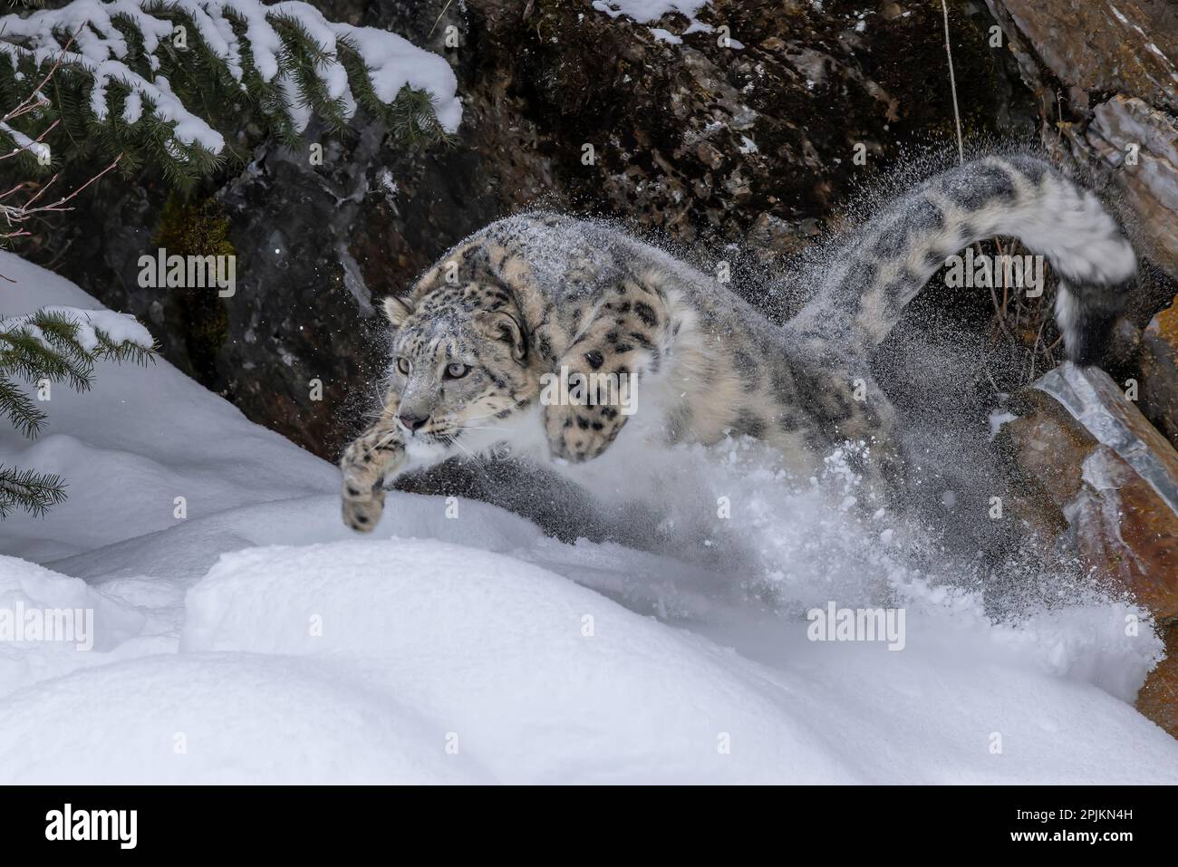 USA, Montana. Springender Schneeleopard im Winter. Stockfoto