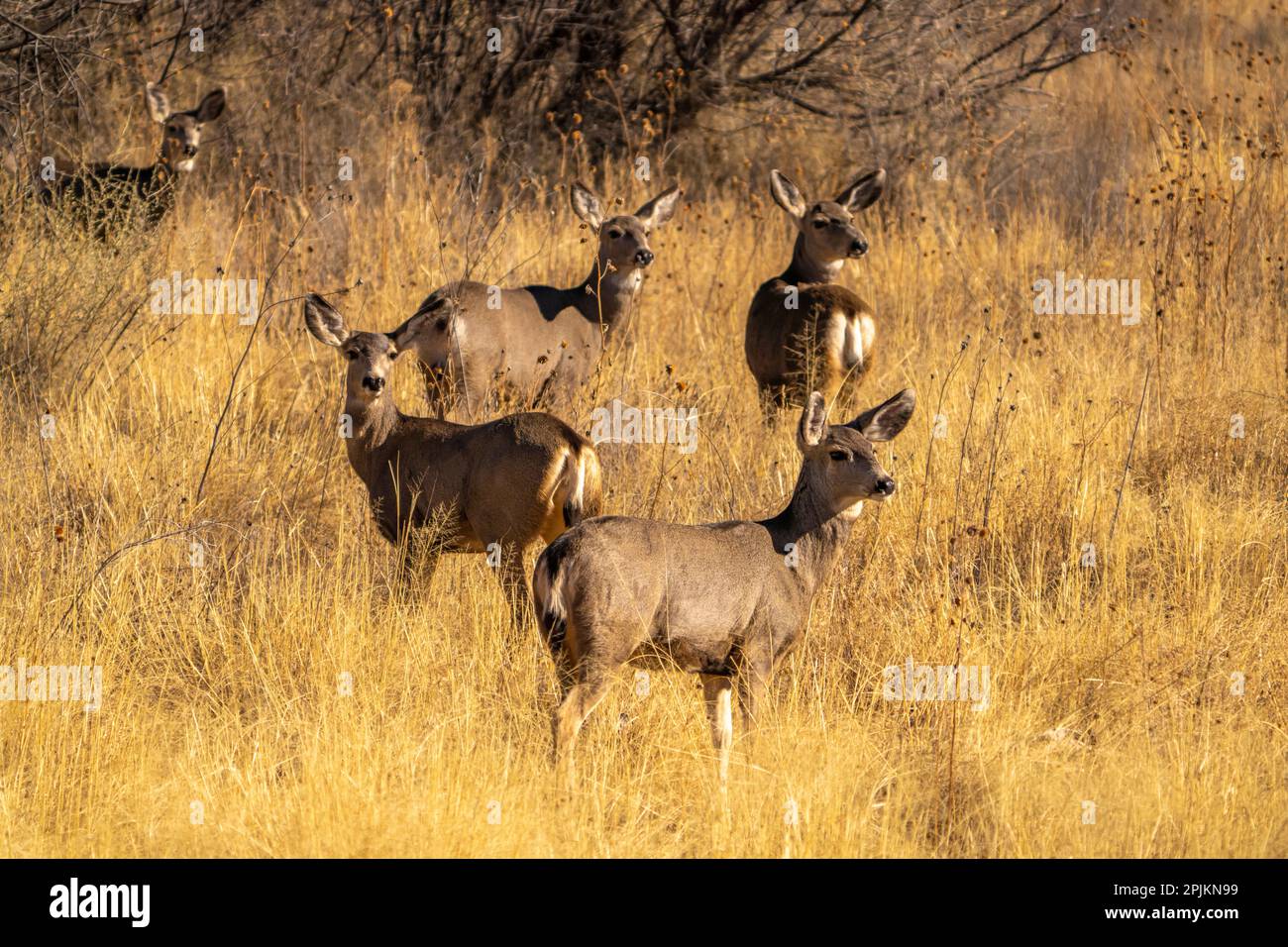 USA, New Mexico, Bosque Del Apache National Wildlife Refuge. Gruppe weiblicher Maultierhirsche auf dem Grasfeld. Stockfoto