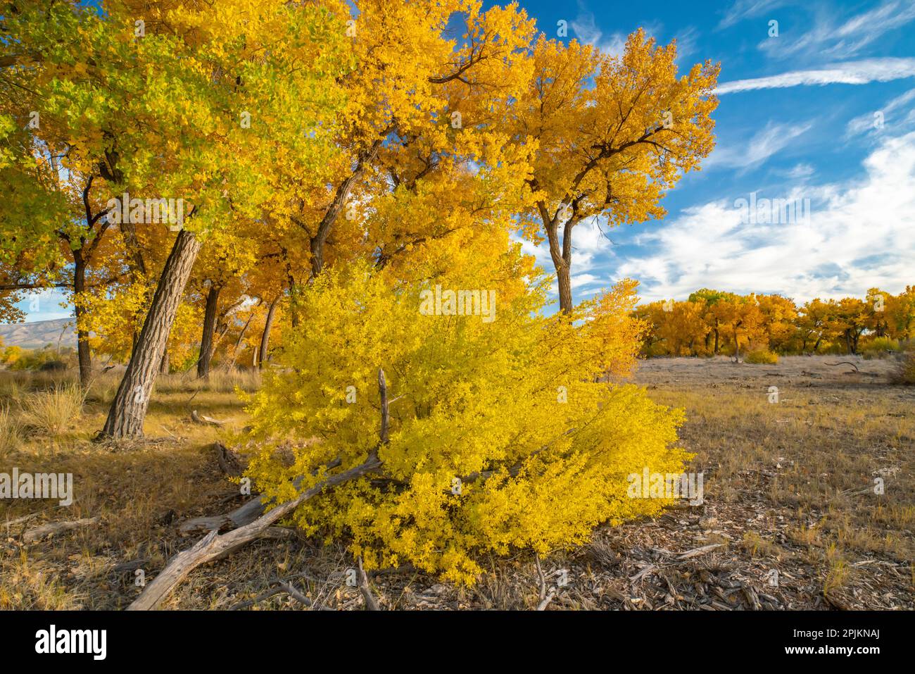 USA, New Mexico, Sandoval County. Cottonwood-Bäume im Herbst. Stockfoto