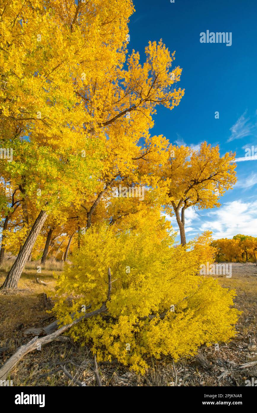 USA, New Mexico, Sandoval County. Cottonwood-Bäume im Herbst. Stockfoto
