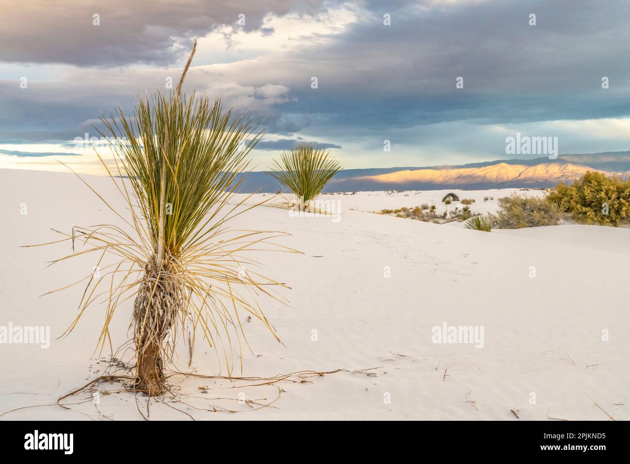 USA, New Mexico, White Sands National Monument. Sanddünen und Yucca-Kakteen. Stockfoto