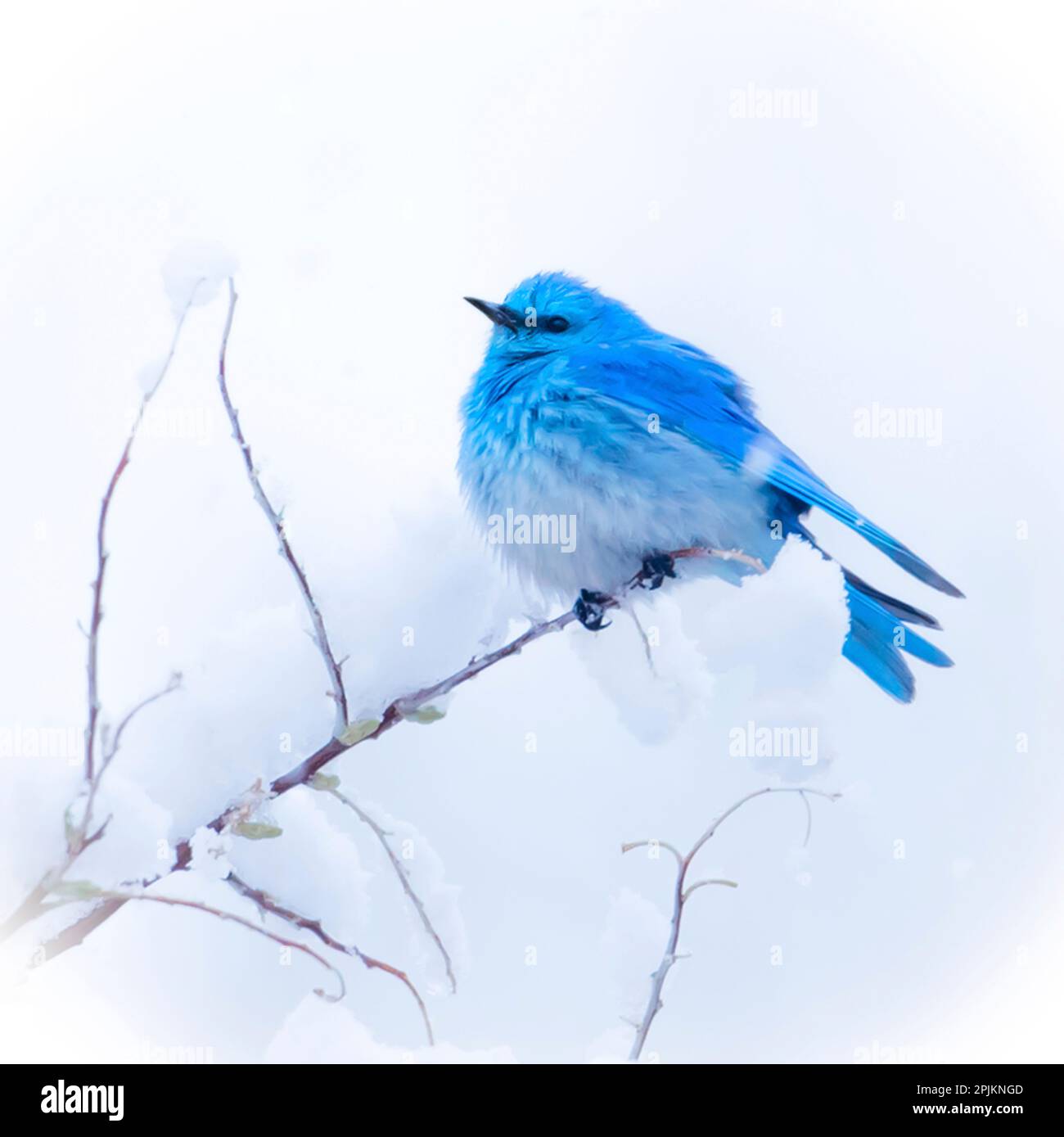 New Mexico. Ein Porträt eines Bluebirds auf einem Zweig im Schnee. Stockfoto