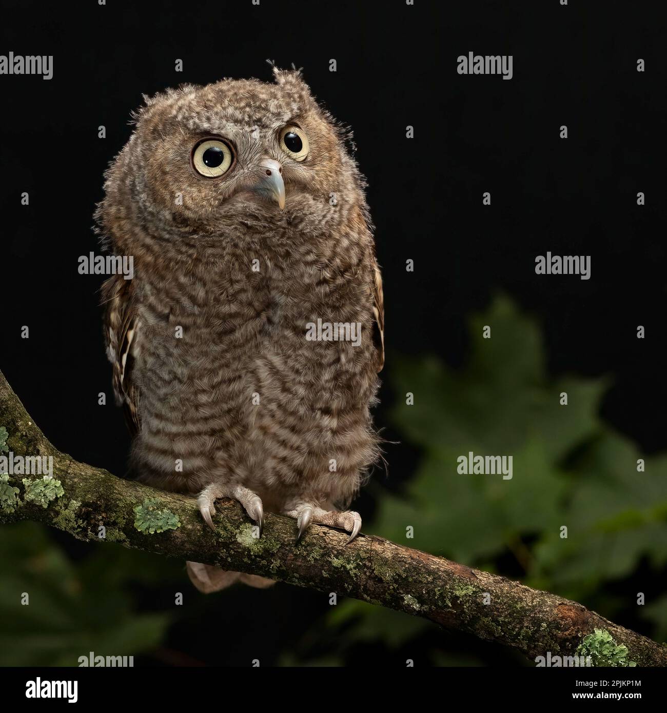 Ost-Schleiereule, Zentral-Pennsylvania Stockfoto