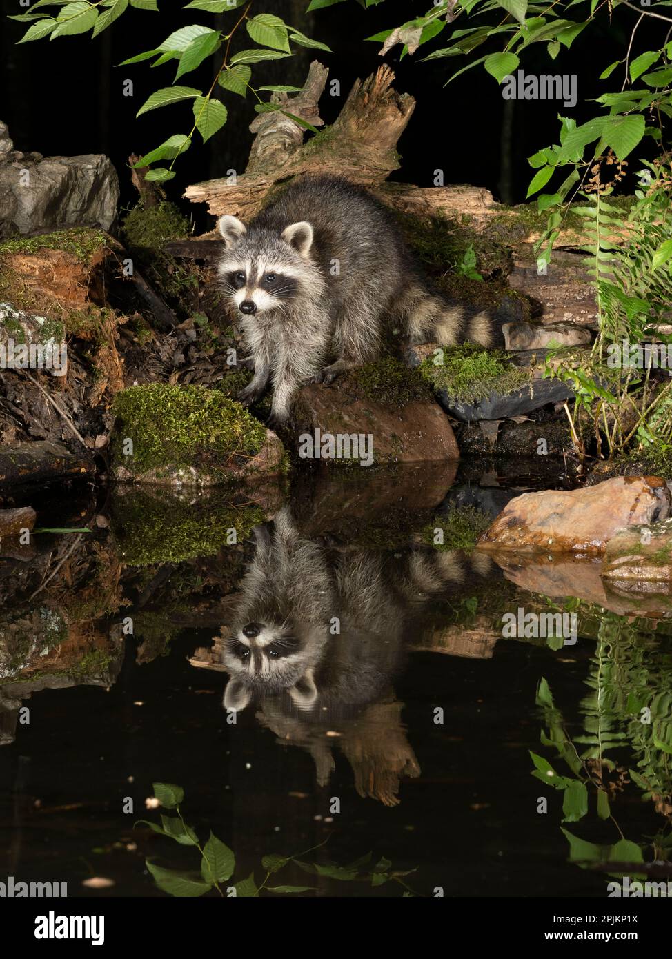 Waschbär, Pennsylvania, USA Stockfoto