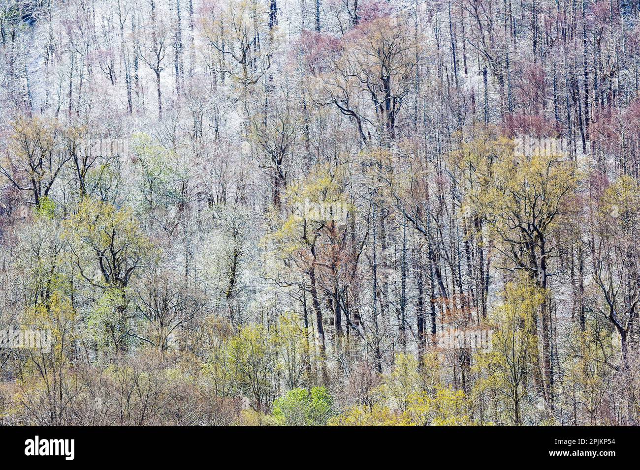 USA, Tennessee. Great Smoky Mountains-Nationalpark mit Spätschnee im Frühling Stockfoto