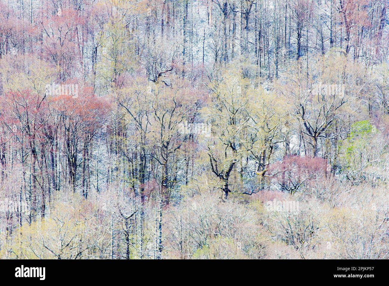 USA, Tennessee. Great Smoky Mountains-Nationalpark mit Spätschnee im Frühling Stockfoto