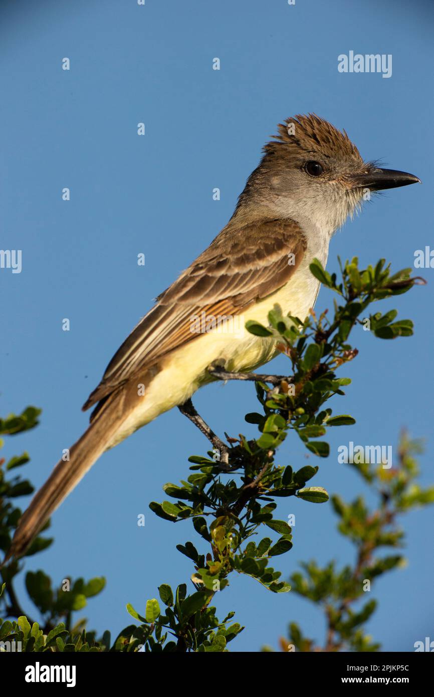 Braunkammschnäpper auf Zweigstelle, Süd-Texas, USA Stockfoto