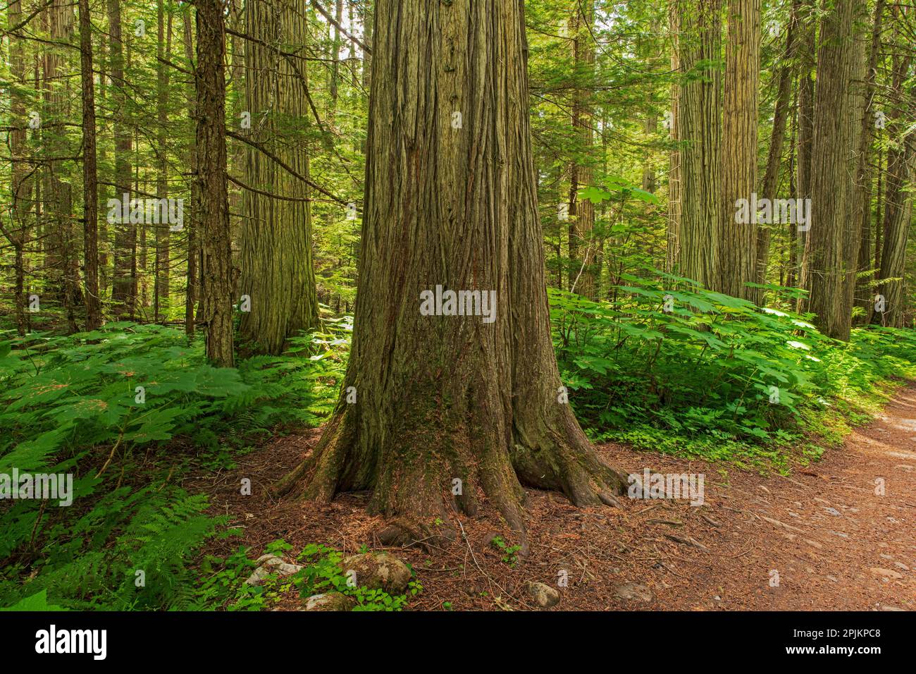 Kanada, British Columbia, Mount Robson Provincial Park. Kenny Lake Trail im Wald. Stockfoto