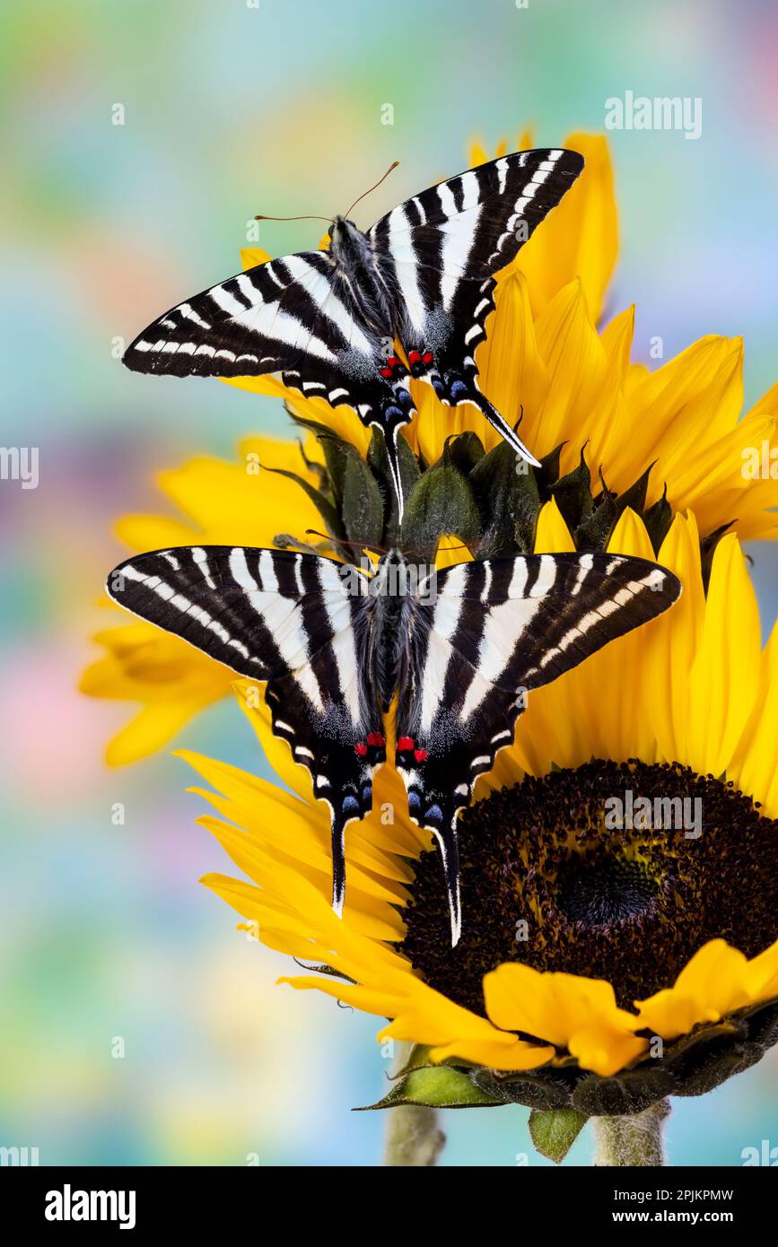 USA, Washington State, Sammamish. Zebra Schwalbenschwanz-Schmetterling auf Sonnenblumen Stockfoto