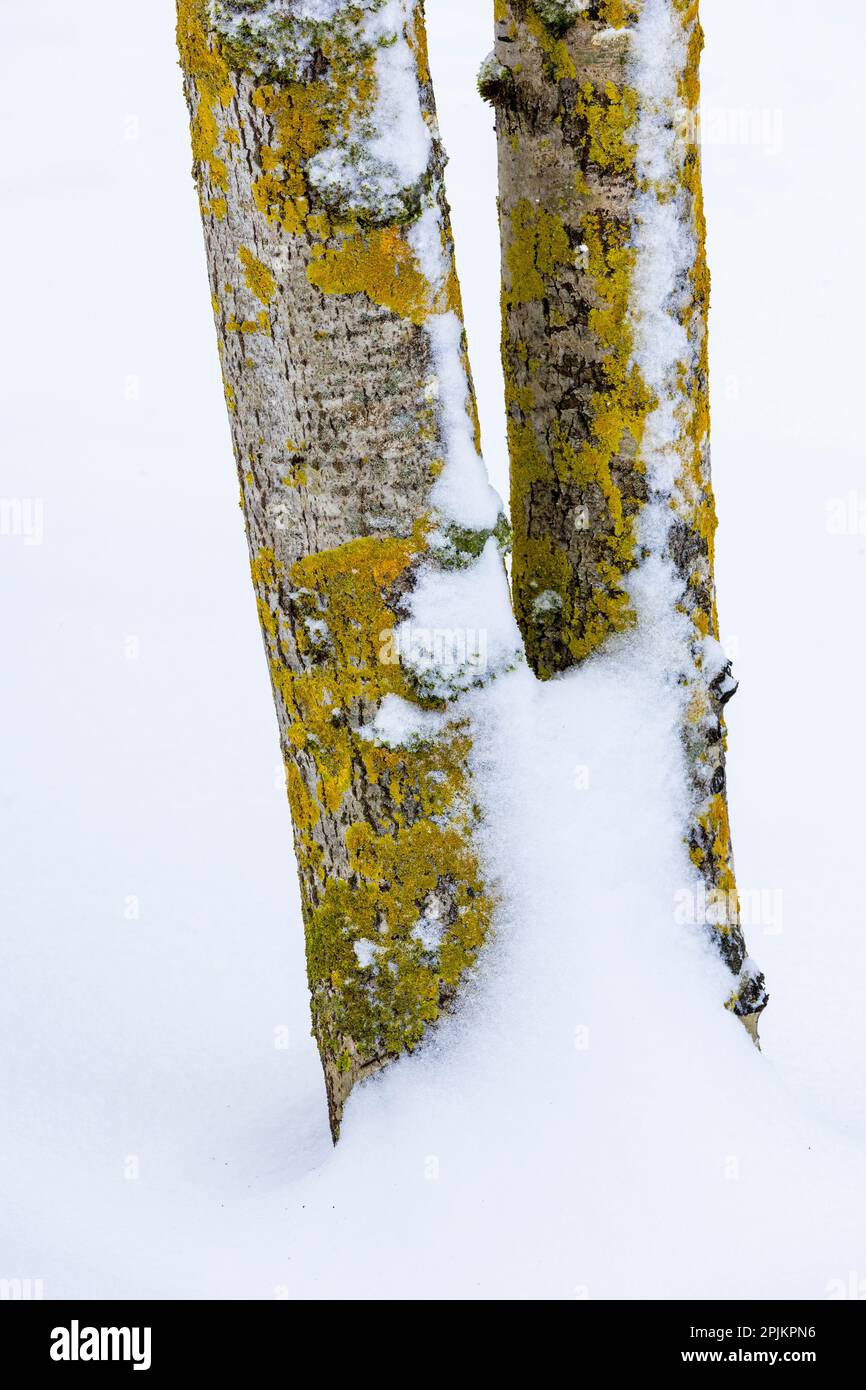 USA, Bundesstaat Washington. Bellevue frischer Schnee auf Birkenbaumstämmen Stockfoto