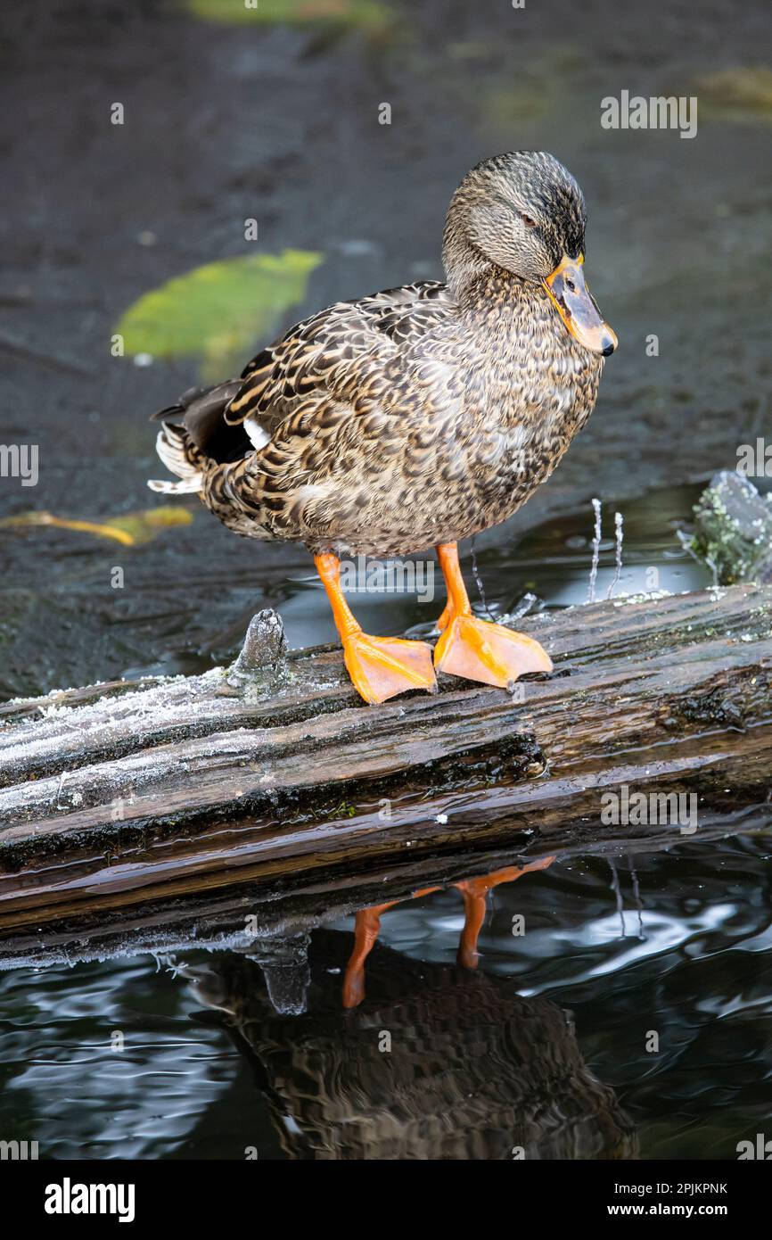 USA, Washington State, Sammamish. Gelber See mit weiblicher Stockente, die auf schwimmendem Baumstamm ruht Stockfoto