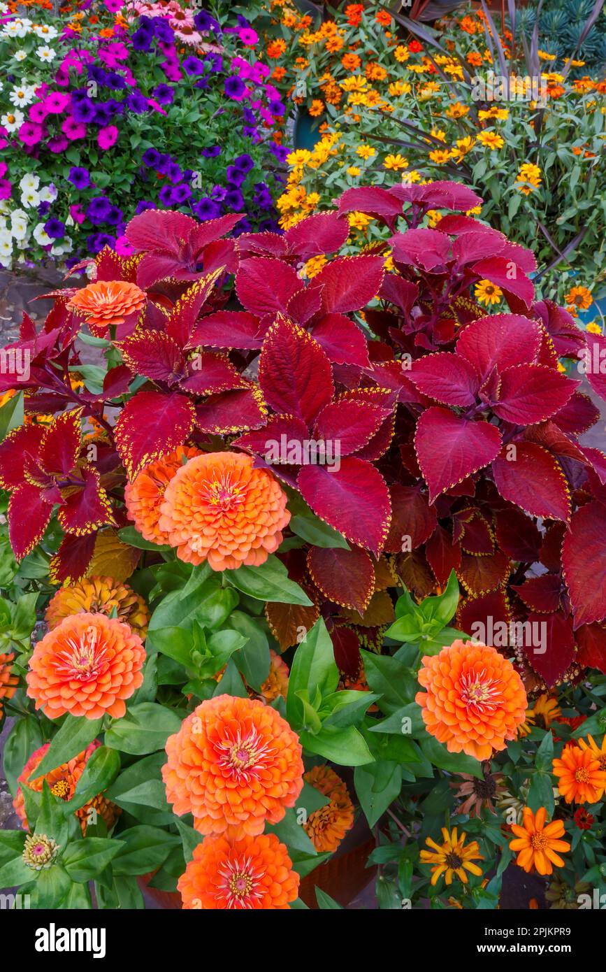 USA, Washington State, Sammamish. Garten mit jährlichen Sommerblumen, mit Zinnien und Coleus, Stockfoto