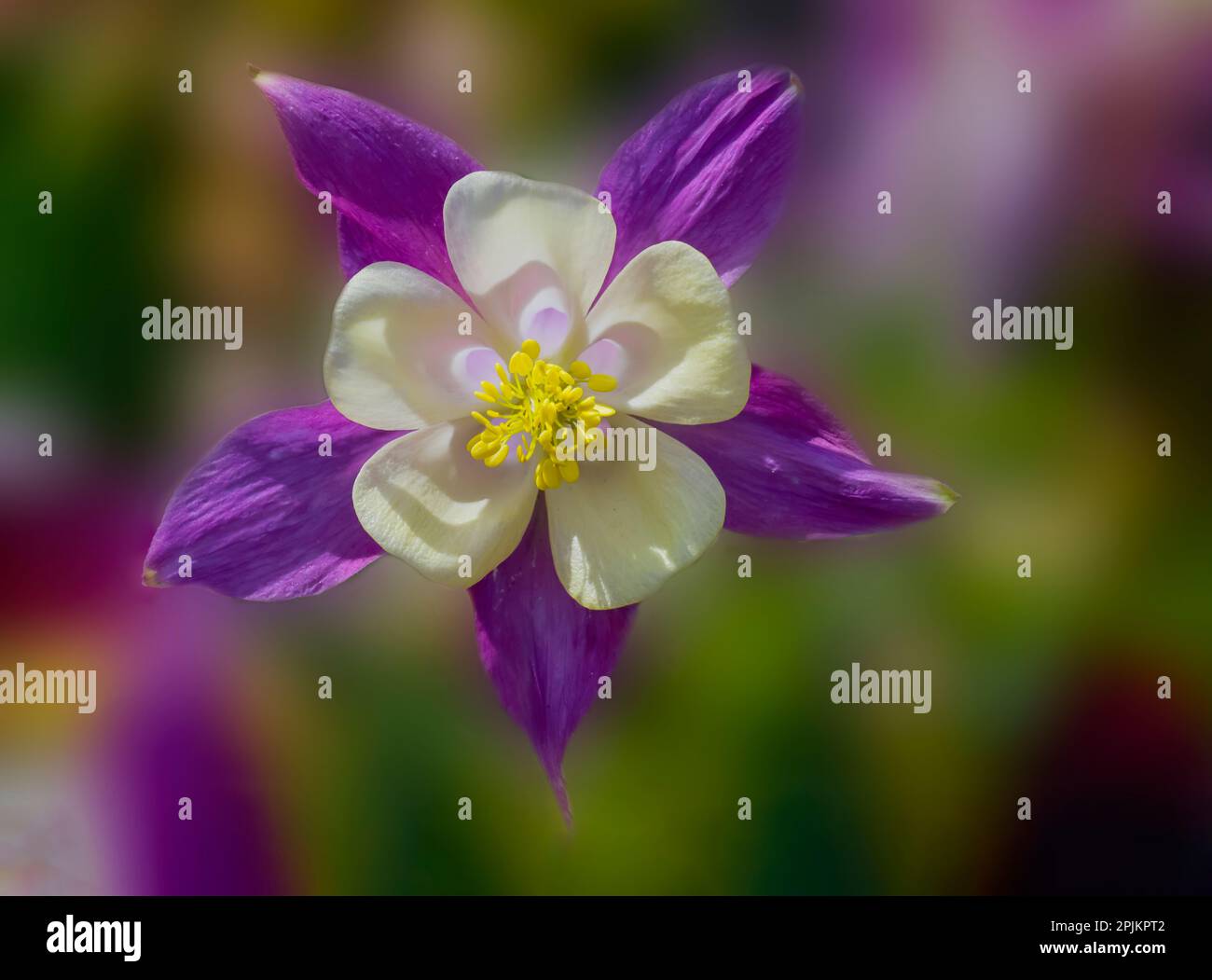 USA, Washington State, Sammamish. Garten mit farbenfroher Kolumbinenblume Stockfoto