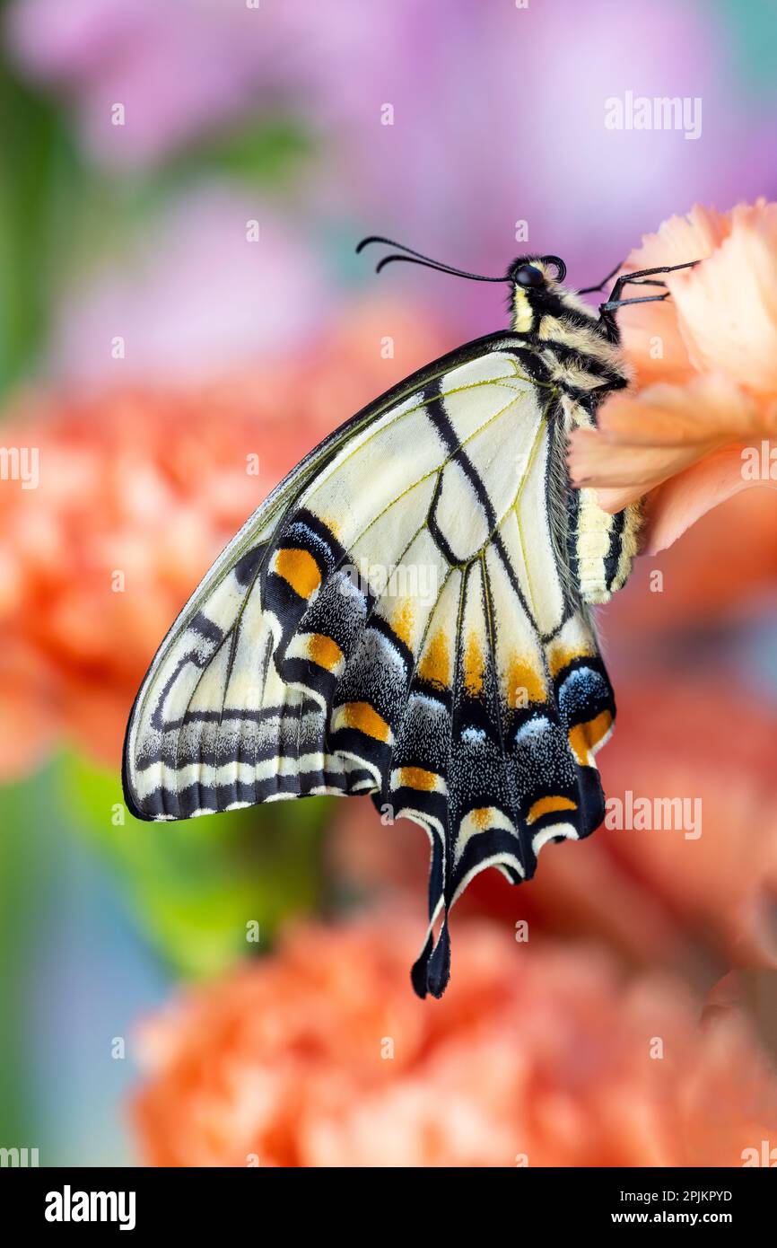 USA, Washington State, Sammamish. Östlicher Schwalbenschwanz-Schmetterling, der auf Orangenkarnation ruht Stockfoto