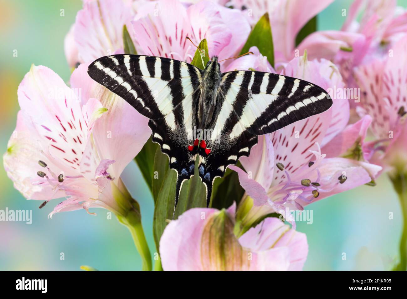 USA, Washington State, Sammamish. Zebra-Schwalbenschwanz-Schmetterling auf rosa peruanischer Lilie Stockfoto