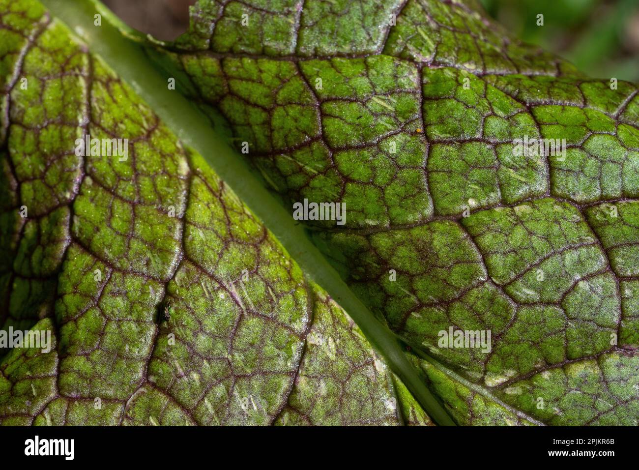 Issaquah, Bundesstaat Washington, USA. Nahaufnahme eines grünen Senfblattes Stockfoto