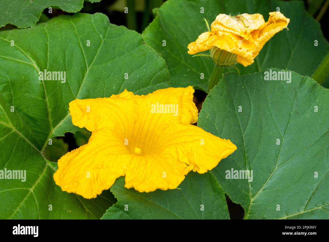 Issaquah, Bundesstaat Washington, USA. Blüte auf einer Sommerkürbis-Pflanze. Stockfoto