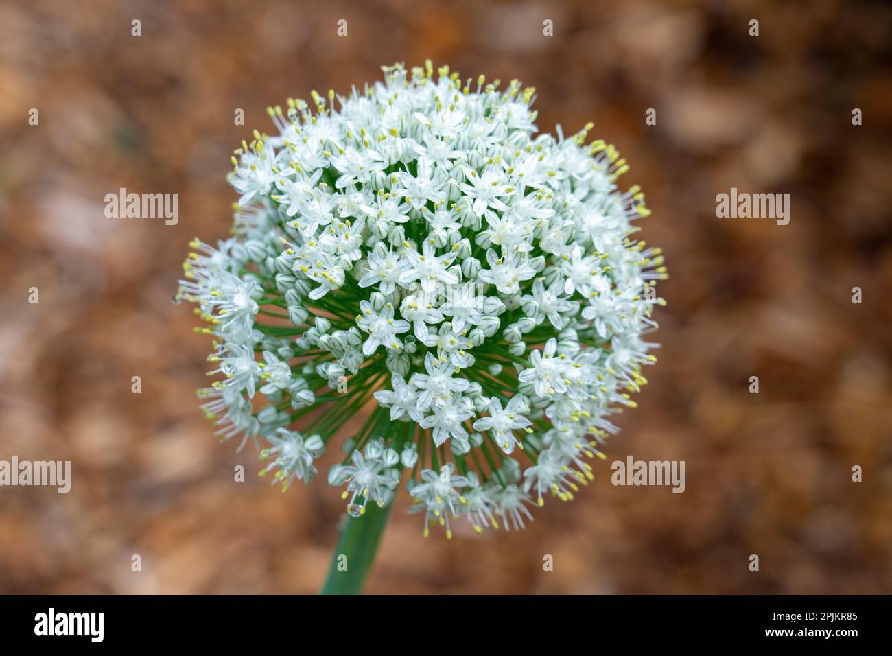 Issaquah, Bundesstaat Washington, USA. Zwiebelpflanze, die sich verheddert, oder zu Samen. Stockfoto