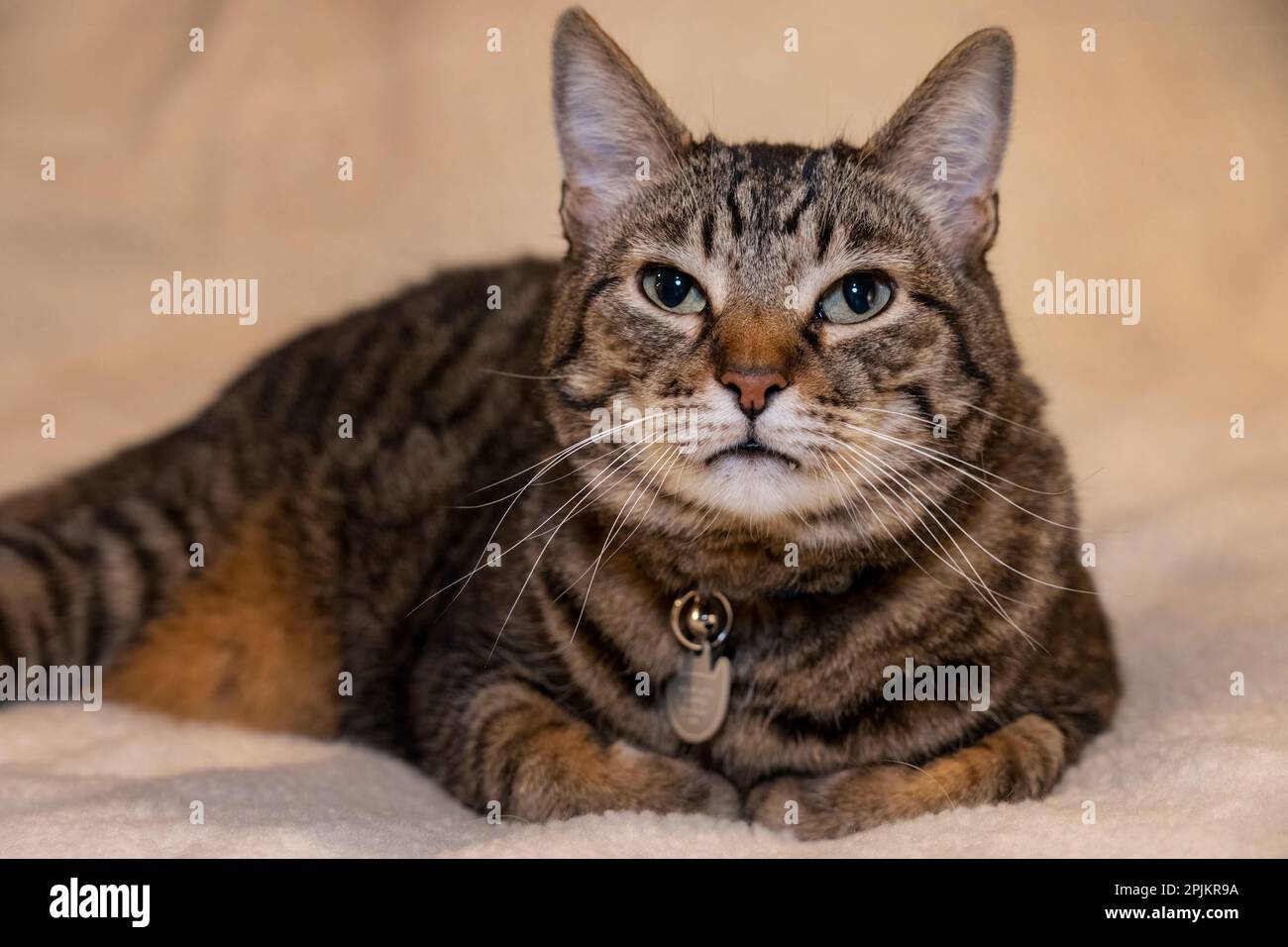 Issaquah, Bundesstaat Washington, USA. Zehn Jahre alte amerikanische kurzhaarige Katze. Stockfoto