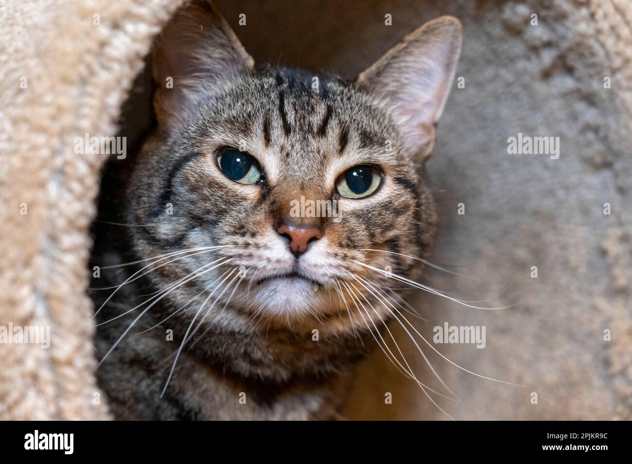 Issaquah, Bundesstaat Washington, USA. Zehn Jahre alte amerikanische kurzhaarige Katze. Stockfoto