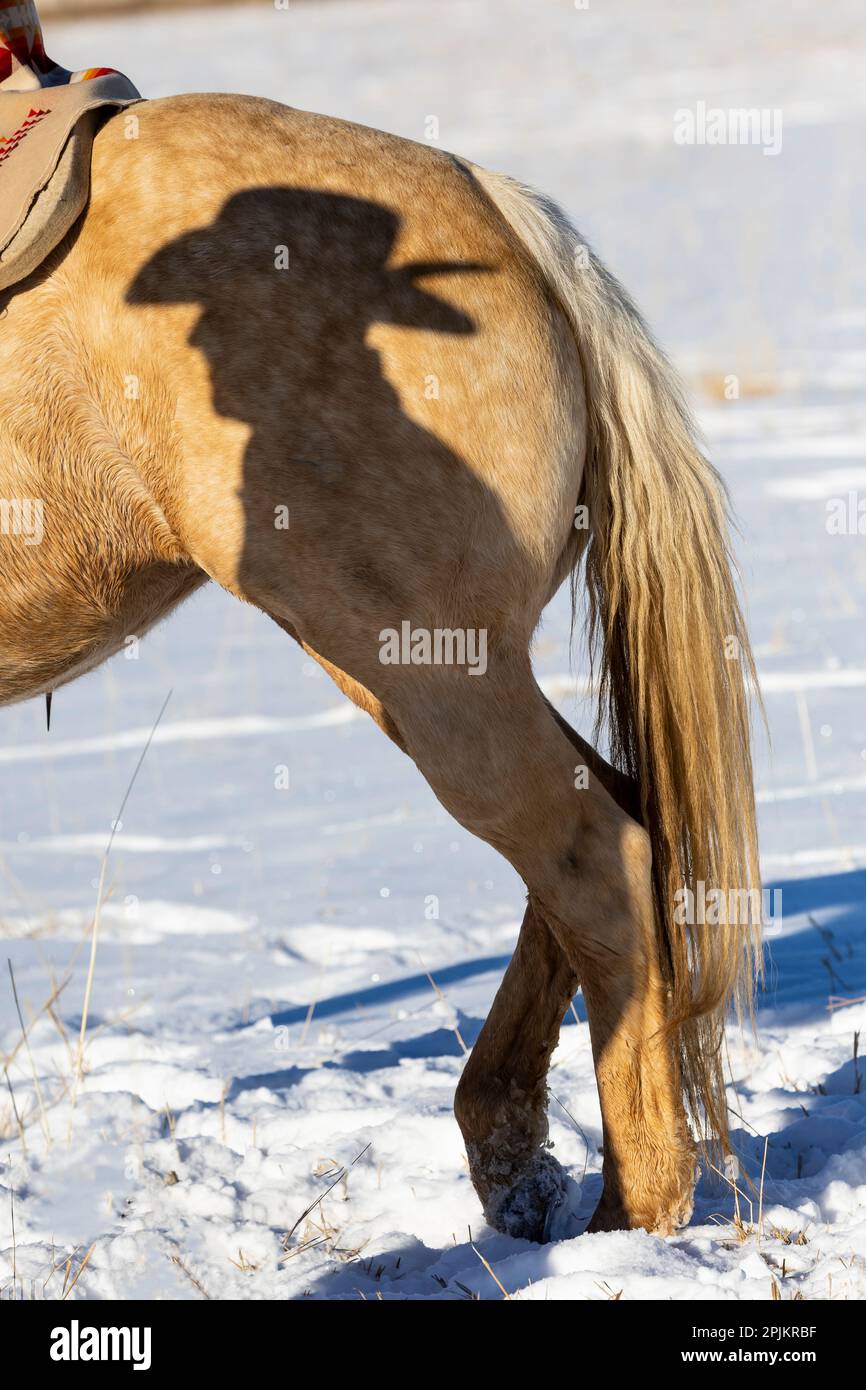 USA, Shell, Wyoming. Hideout Ranch Shadow of Cowhand mit Hut an der Seite des Pferdes. (PR, MR) Stockfoto