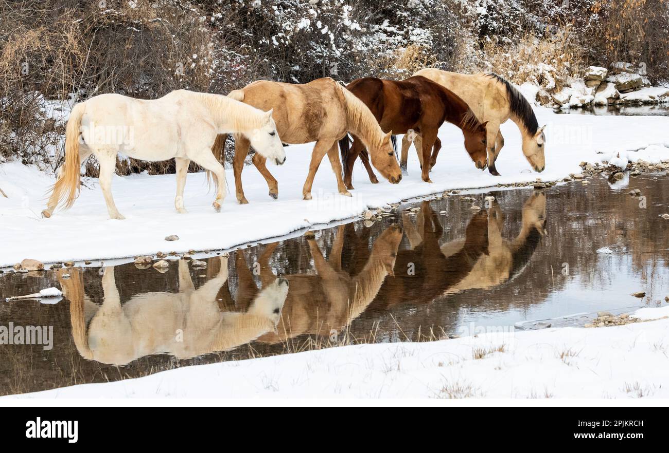 USA, Shell, Wyoming. Versteck Ranch-Pferde im Reflection Shell Creek. (PR, MR) Stockfoto