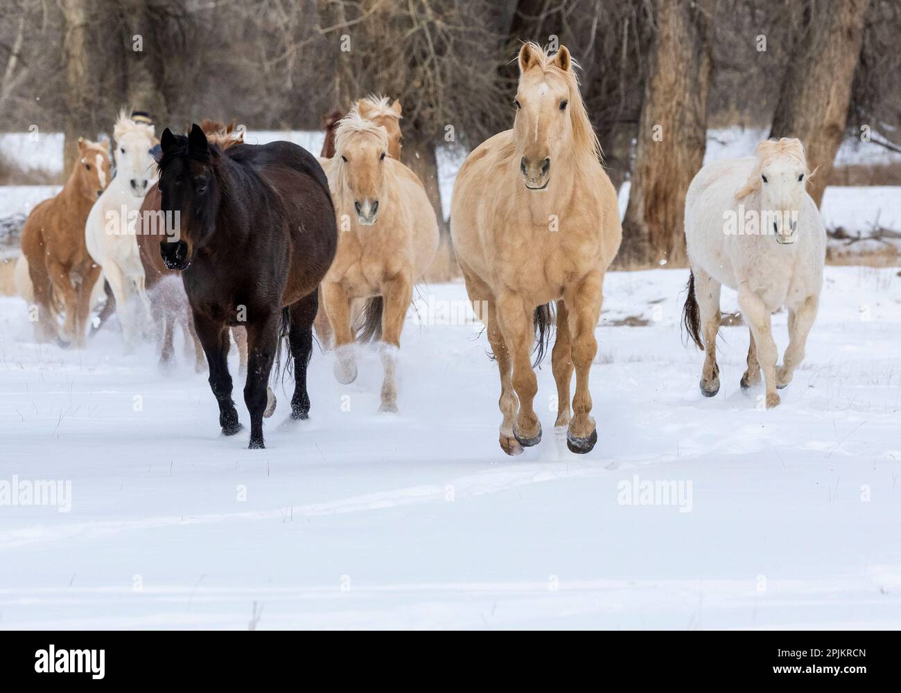 USA, Shell, Wyoming. Versteck-Ranch mit einer kleinen Herde Pferde im Schnee. (PR, MR) Stockfoto