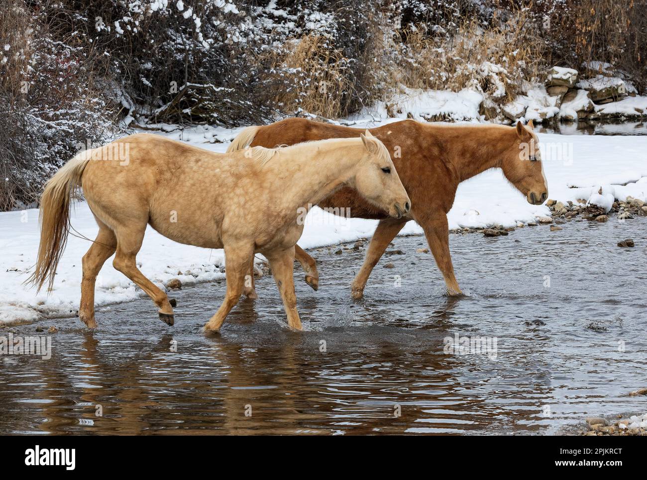 USA, Shell, Wyoming. Versteckt Pferde auf der Ranch im Schnee. (PR, MR) Stockfoto