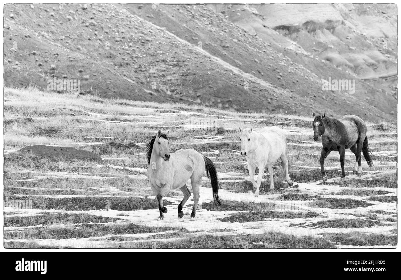 USA, Shell, Wyoming. Versteck-Ranch mit einer kleinen Herde Pferde im Schnee. (PR, MR) Stockfoto