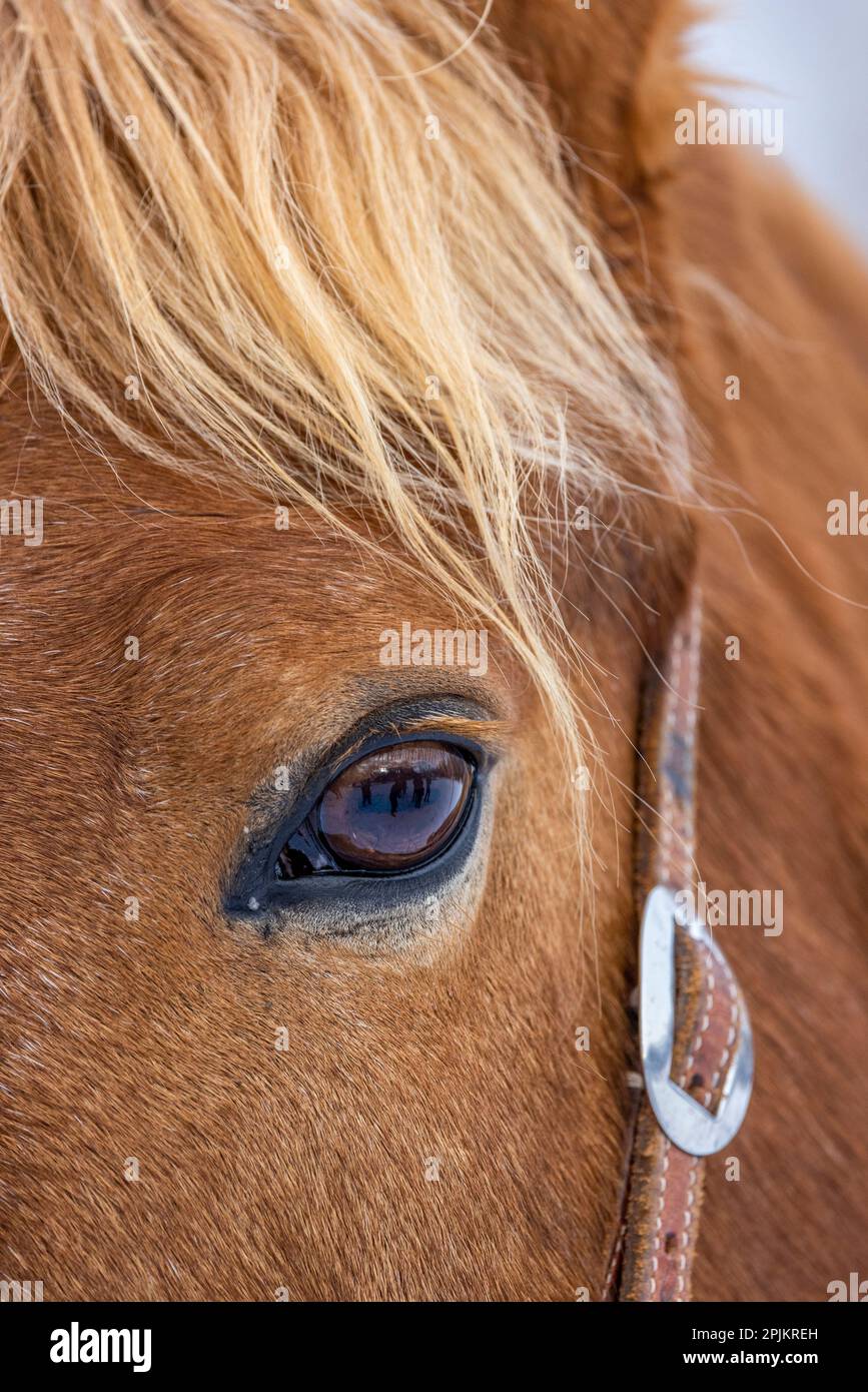 USA, Wyoming. Versteck dich auf der Pferderanch. PR) Stockfoto